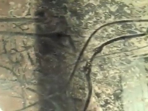 Setting up a 220 Gallon Planted Tank with Dirt!