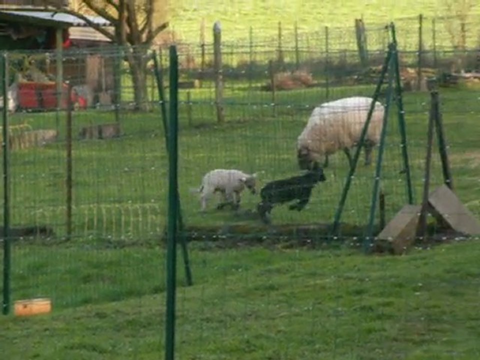 nouveaux voisins (suite)