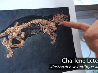 Les dinosaures au Muséum national d’Histoire naturelle