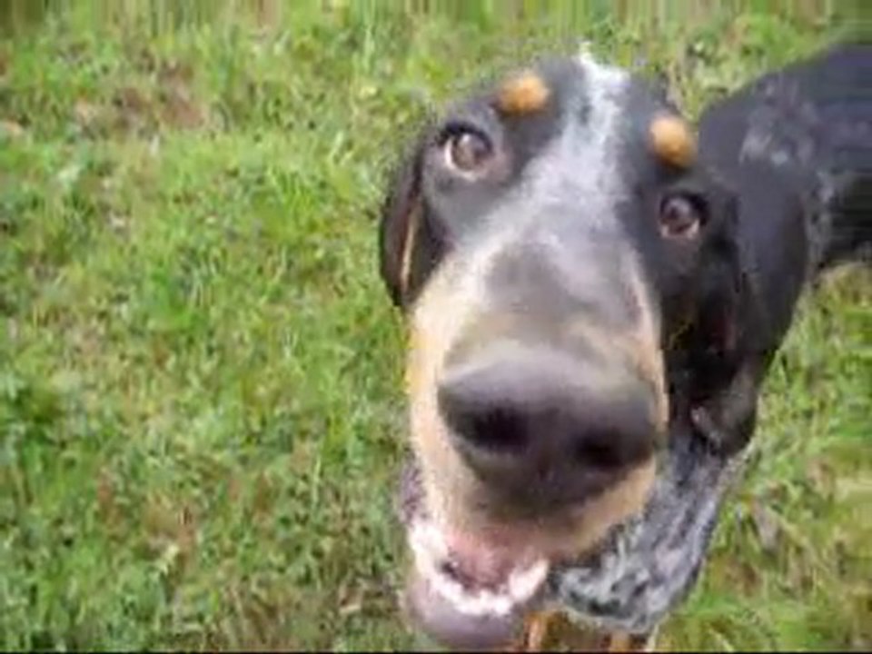 Eliote grand bleu 8 mois et youky Epagneul Breton 7 ans