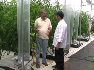 Growing Tomatoes Indoors in Winter