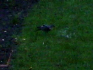 Faucon Pélerin de Bruxelles en train de manger (Rare)