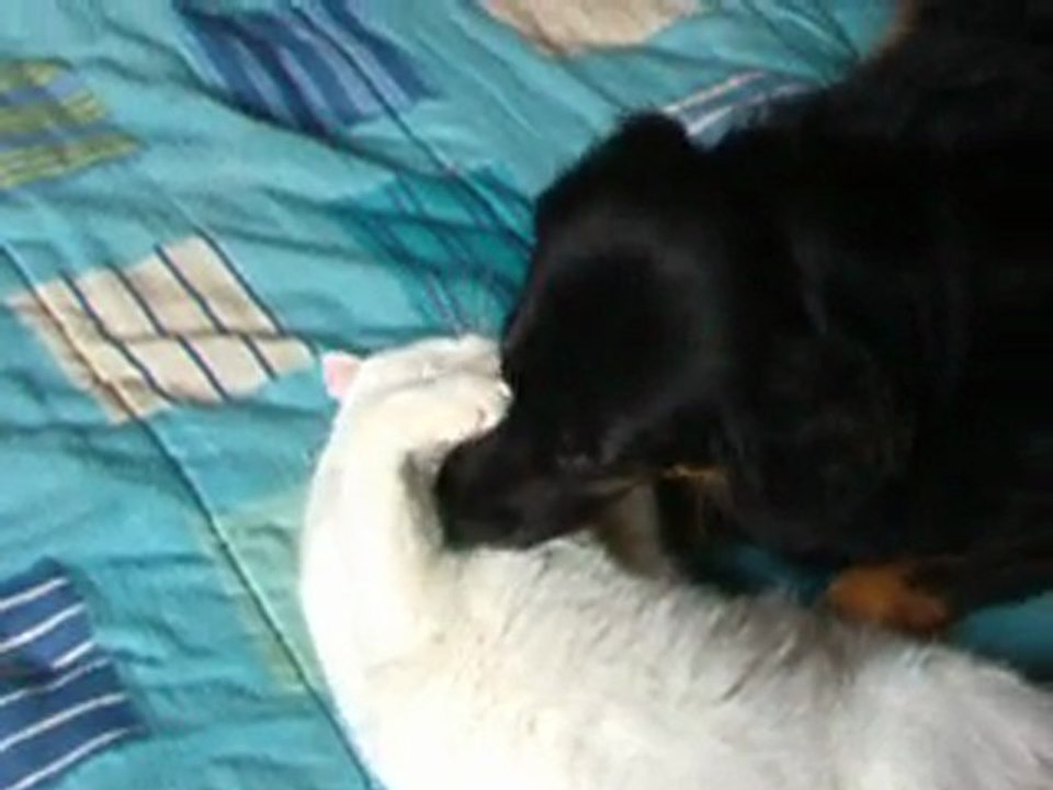 S'entendre comme chien et chat