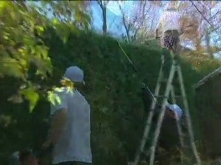 Taille de haie de cèdre