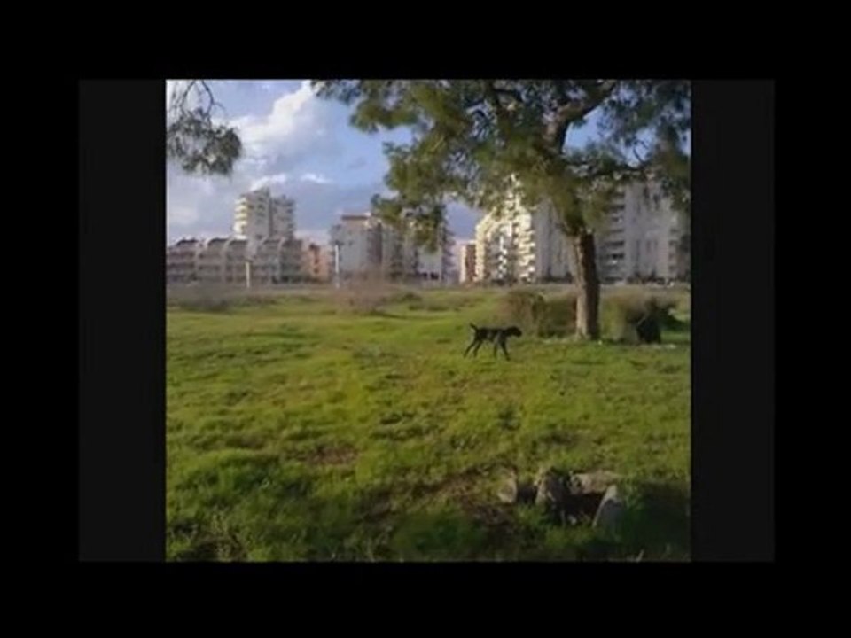 bodo vom rosenvehn  tank vom hasenpfad ferma drahthaar