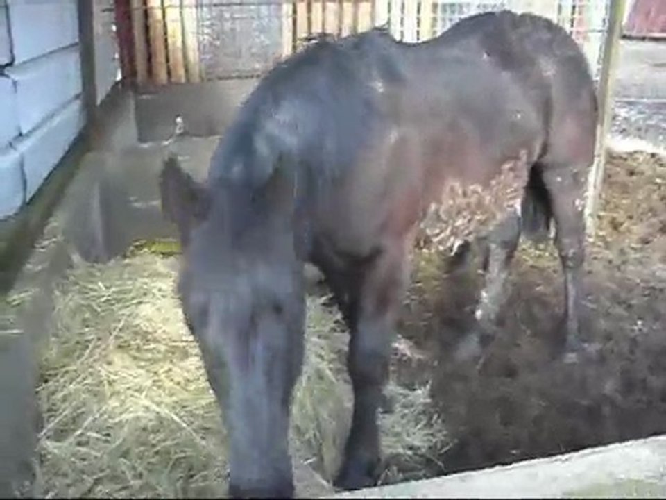 Poulains Mérens ! Coucou la vie nouvelle ! 27 03 2010.