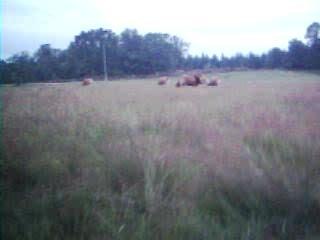 les vaches en limousin