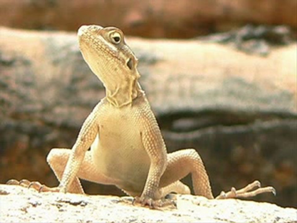 Pictures of Animals [Picture of Animal]