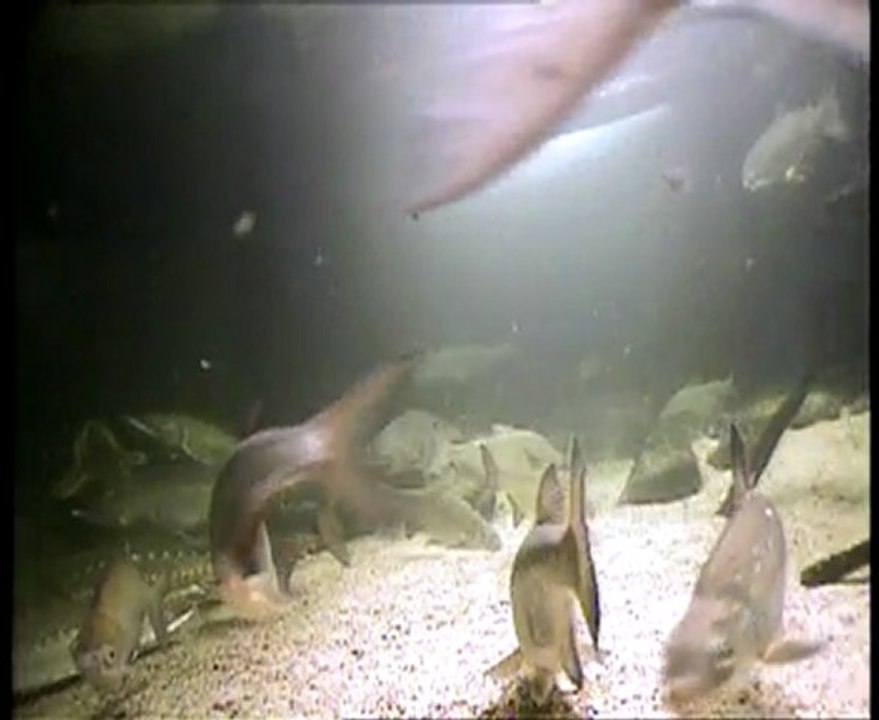 Fish-Cam - Live@Freshwater Aquarium