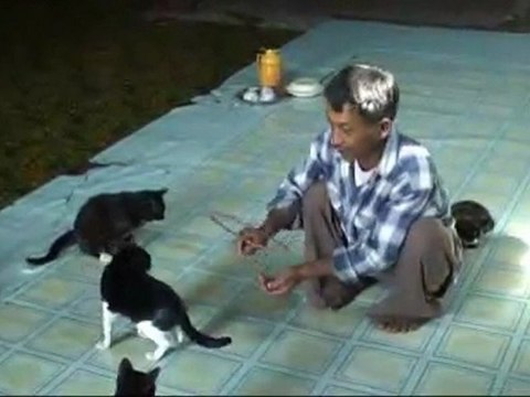 BIRMANIE CHATS SAUTEURS