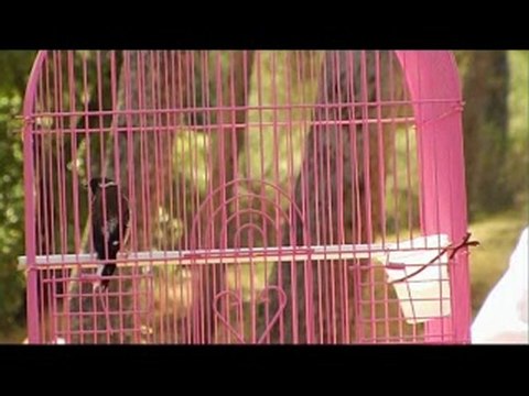 Клетка (Шаги по пути истины)