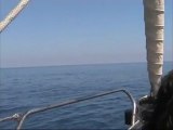 Parti con noi...in barca a vela alla ricerca dei delfini!!!