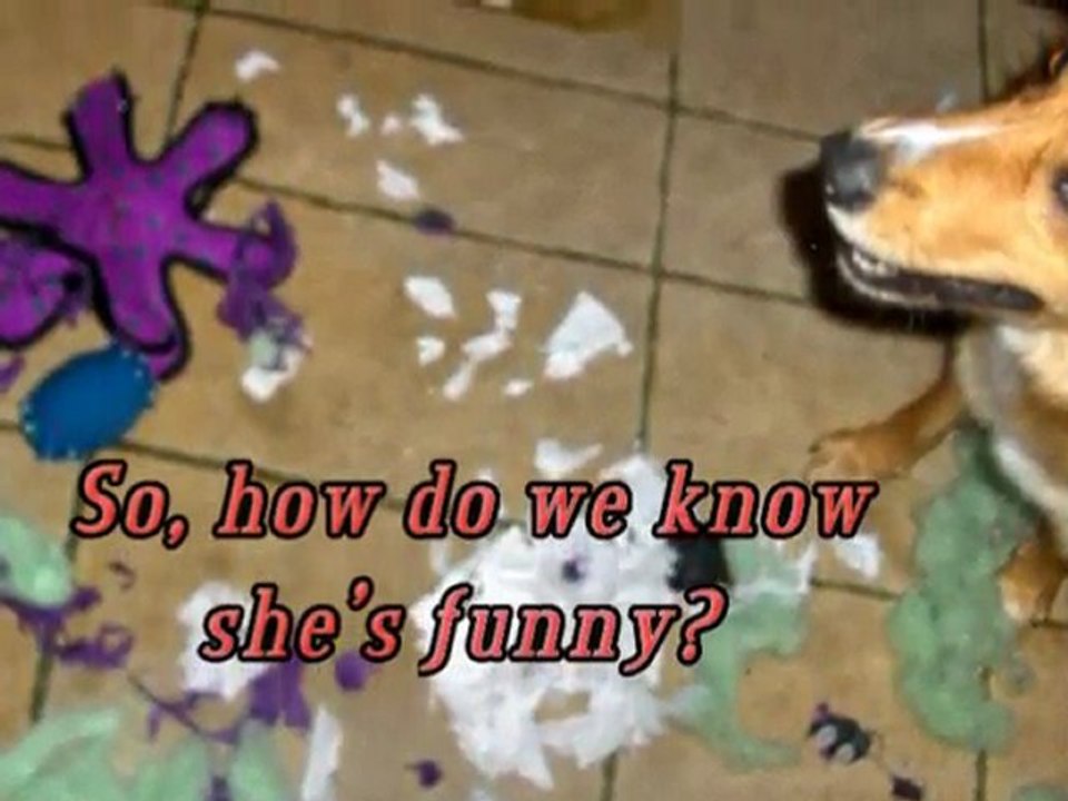 Funny Dog Intro