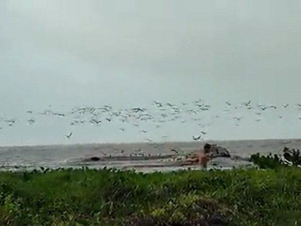 Oiseaux migrateurs en Guyane