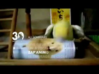 Sommaire émission 30 Millions d'Amis du 03 04 10