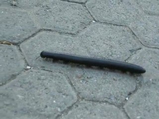 Le mille-pattes court-il ?