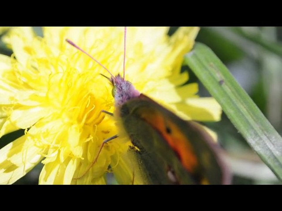 first macro video with the nikons d300s + 50mm f1.8 reverse