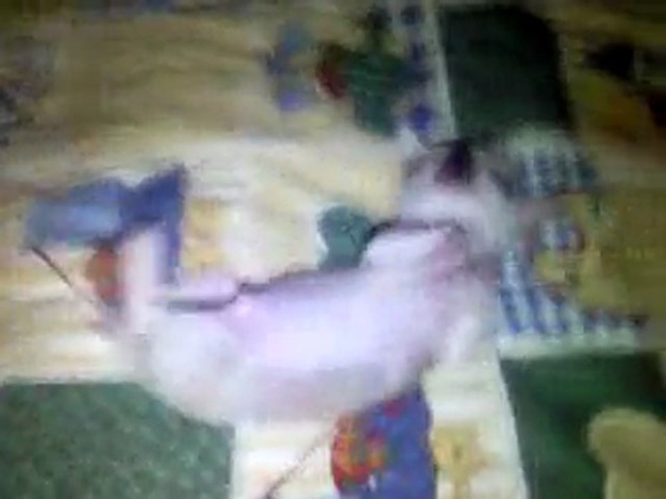 mes bébés d'amours