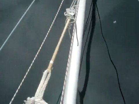 Dauphins au Cap Corse