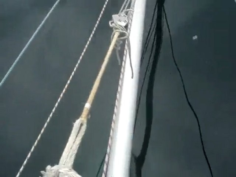 Dauphins au Cap Corse