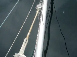 Dauphins au Cap Corse