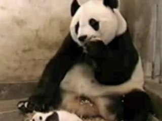 Sneezing Panda
