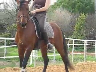 Artista, travail au trot