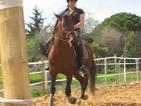 Artista, travail au galop