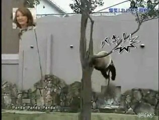 Panda in arrampicata su un albero.....disastro!!!!