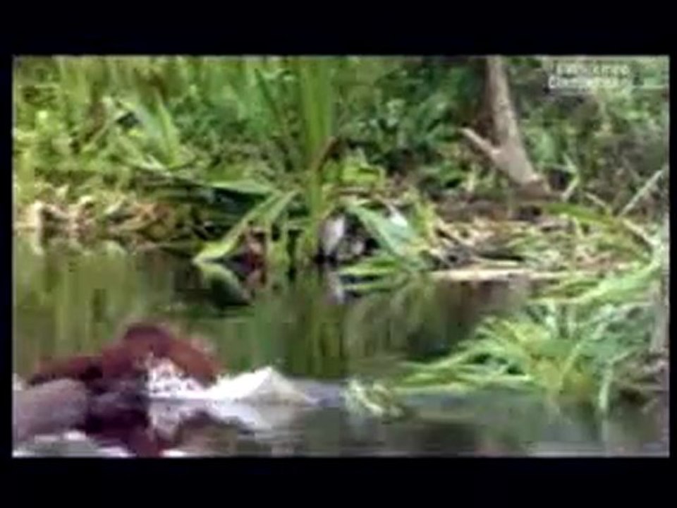 Bande-Annonce - Le Peuple Singe