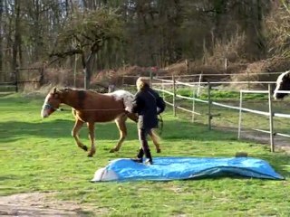 Titi et son premier contact avec une bâche et du vent en + !