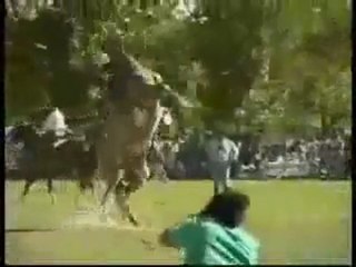 Rodéo avec un cheval