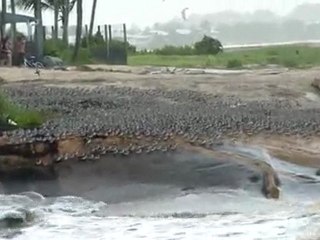 Oiseaux migrateurs en Guyane (2)