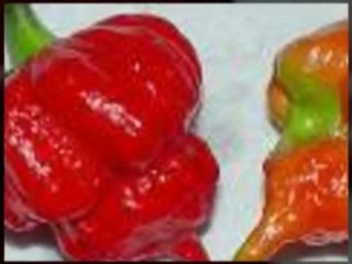 Trinidad Scorpion
