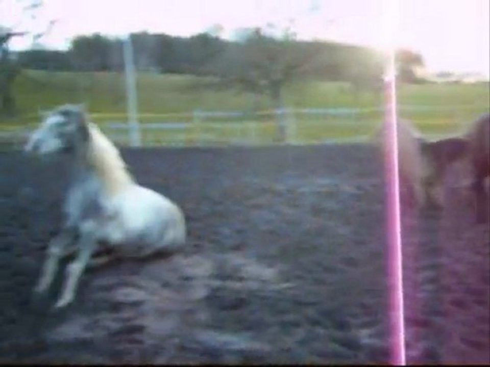 les couchers successifs de mes 3 chevaux...