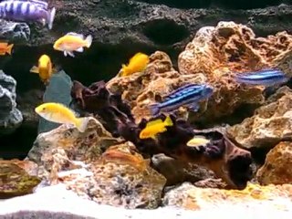 bac Lac Malawi 240l (12.2009)