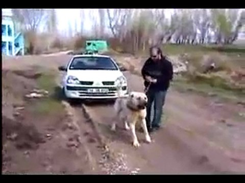 Berger d'Anatolie (Kangal)