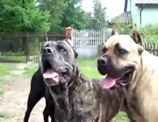 Cane Corso Italiano