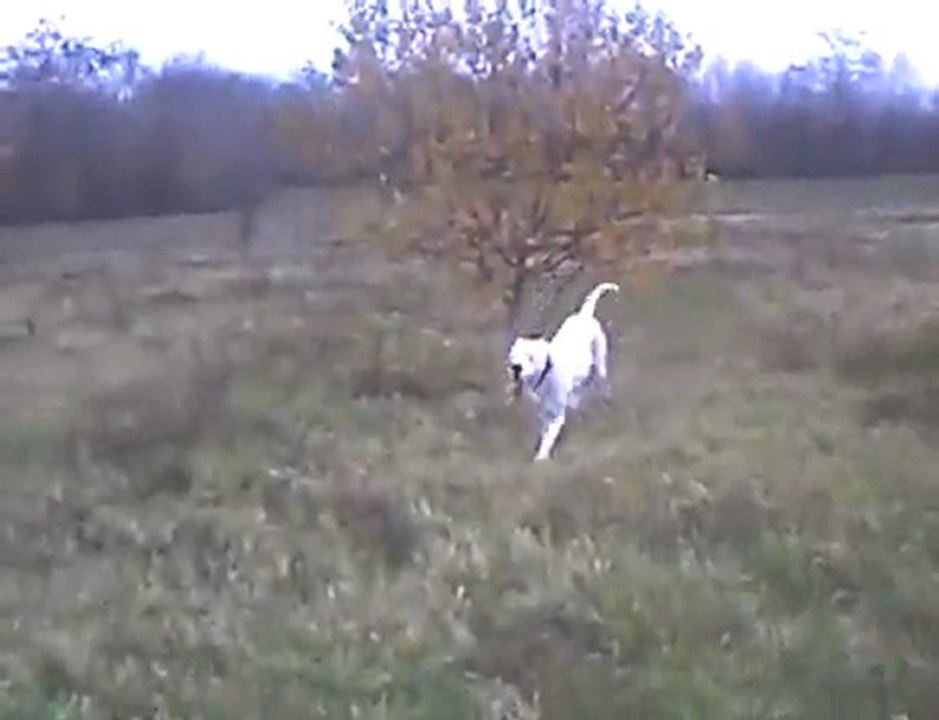 Dogue Argentin (Dogo Argentino)