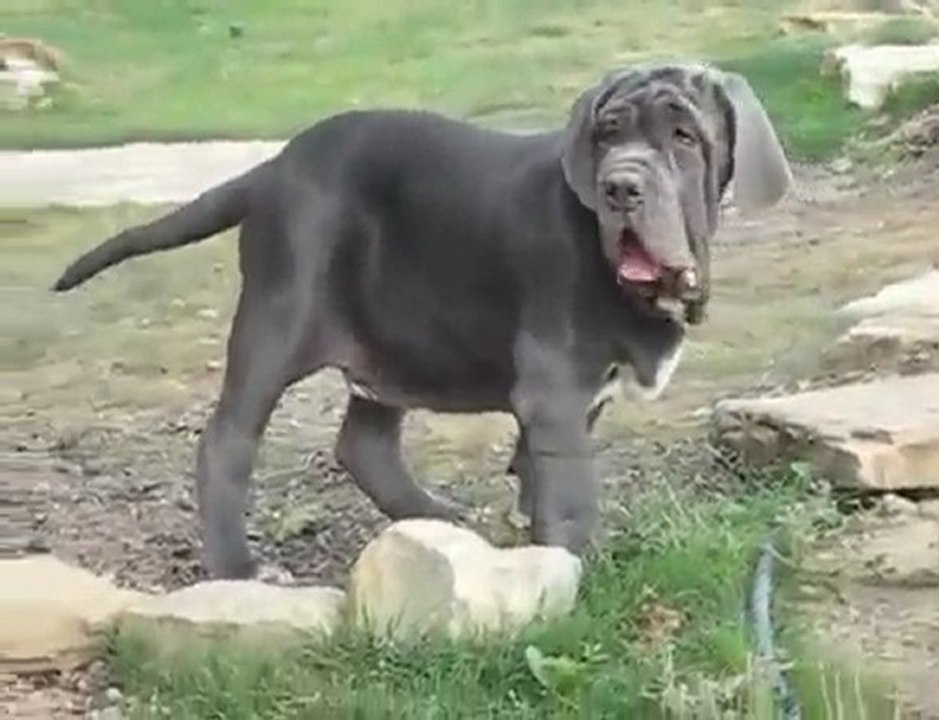 Mâtin napolitain (Mastino napoletano)