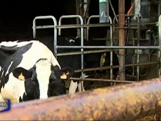 Lait : Deux modèles s'affrontent