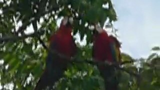 Ara rouges - Lapas rojas - Scarlet macaw - COSTA RICA