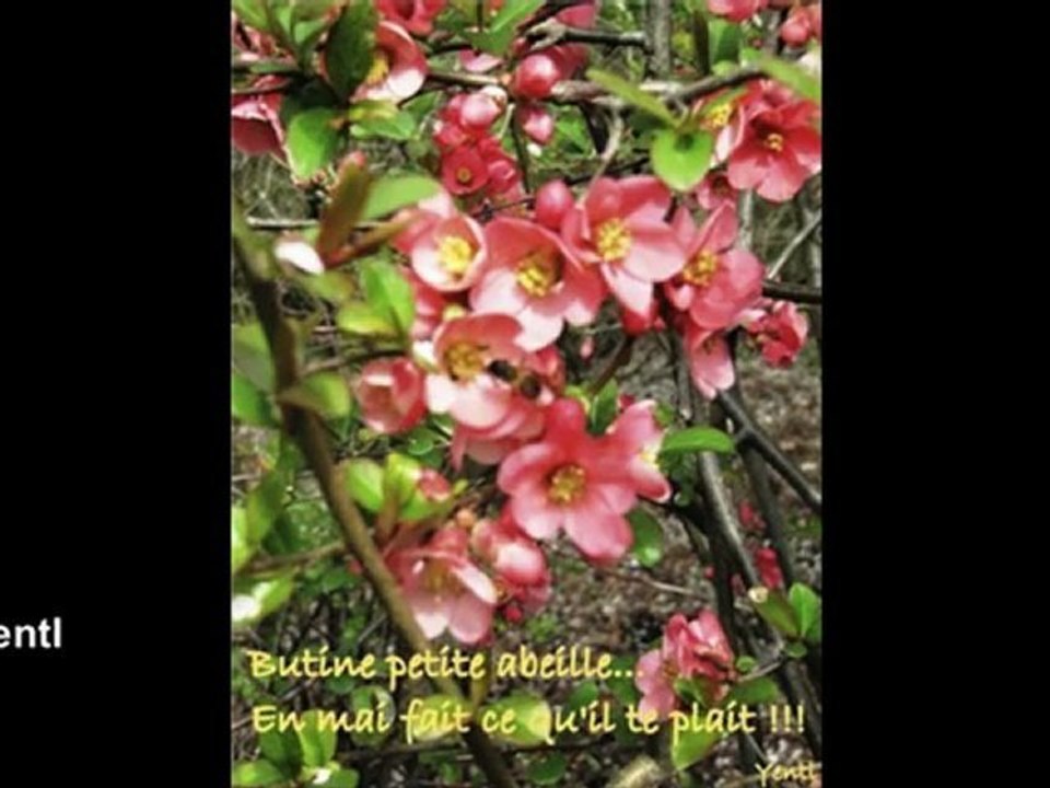 La Photo du Mois de Mai-Écran.m4v