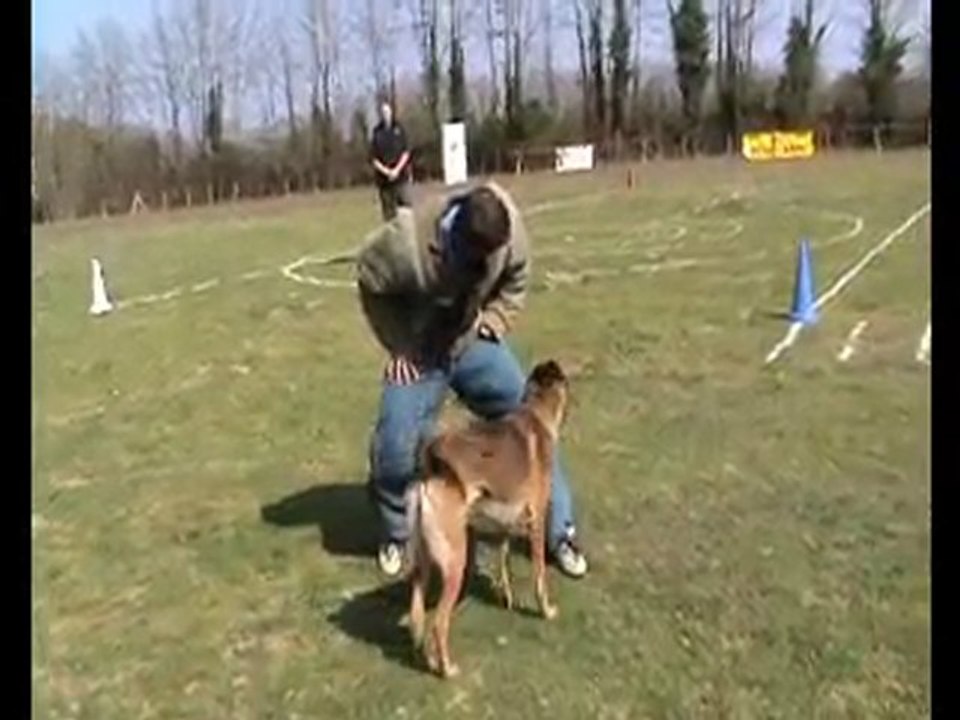 Bitchu berger malinois