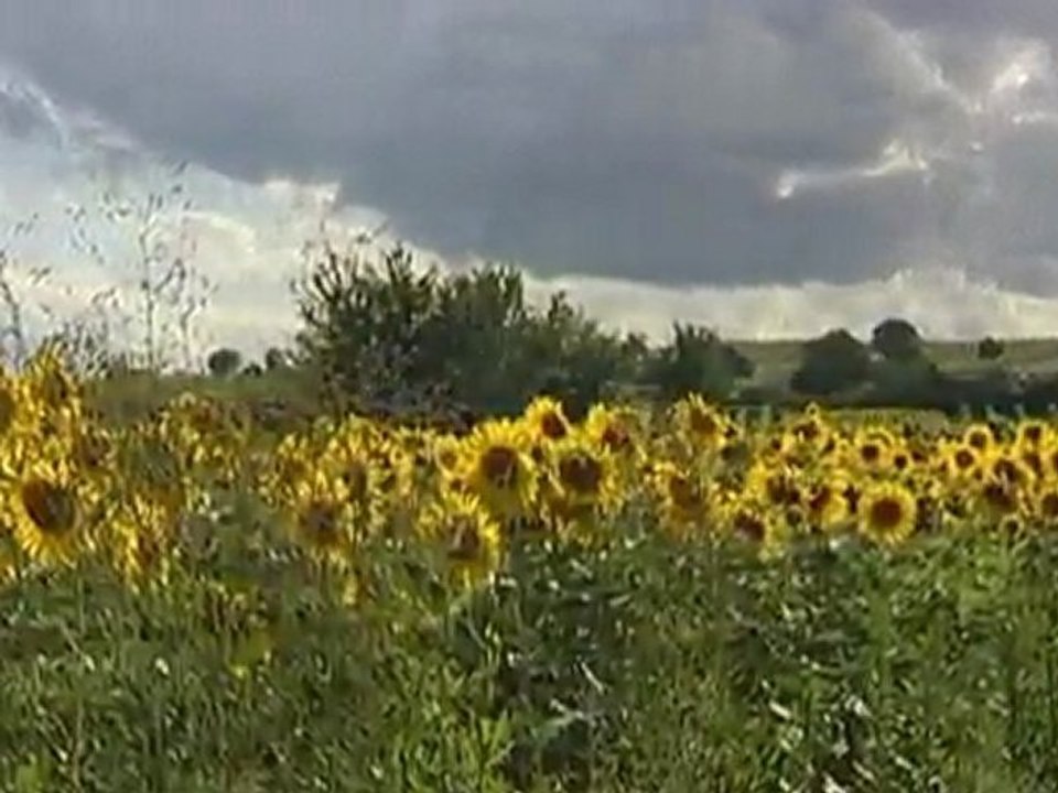 Rudi Treiber  -  Der Neusiedler See