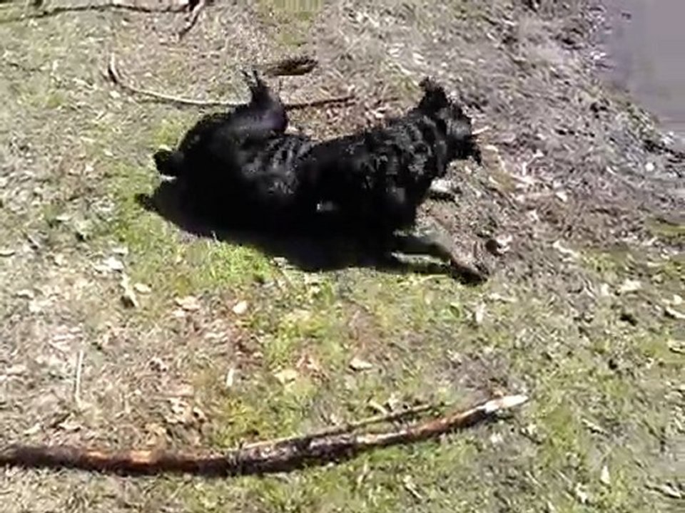 chien rothweiler cannes var lac st cassien