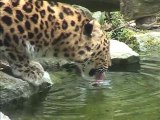 Rare Amur leopard cubs in eastern France zoo