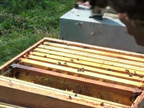 Initiation abeilles ,reines faux bourdon Abeillement votre!