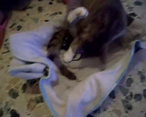 accouchement de ma chate