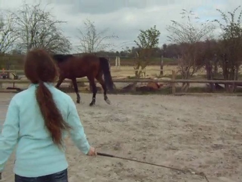 Ténor dans la mini carrière essai de travail en liberté
